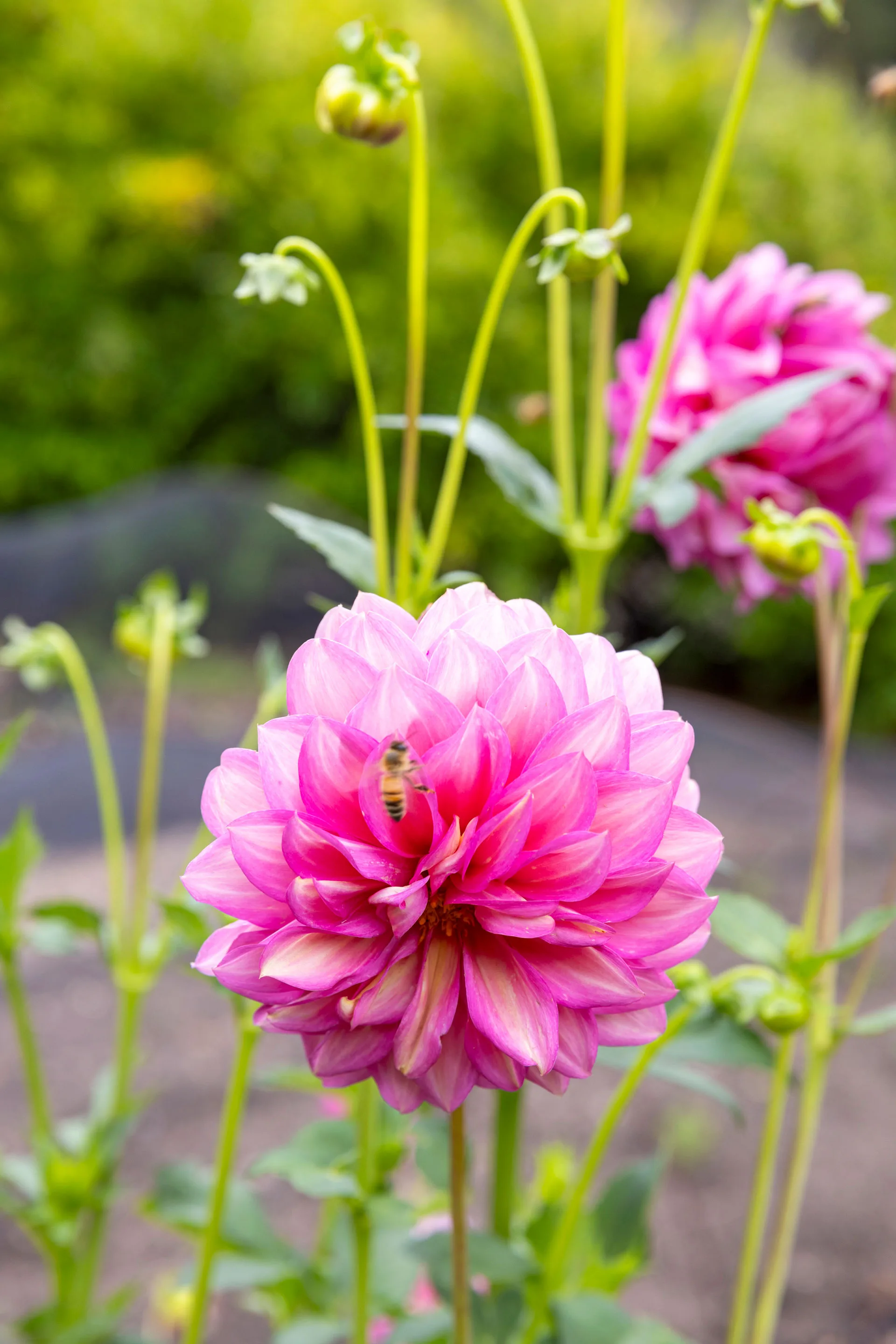 bright pink flower with bee
