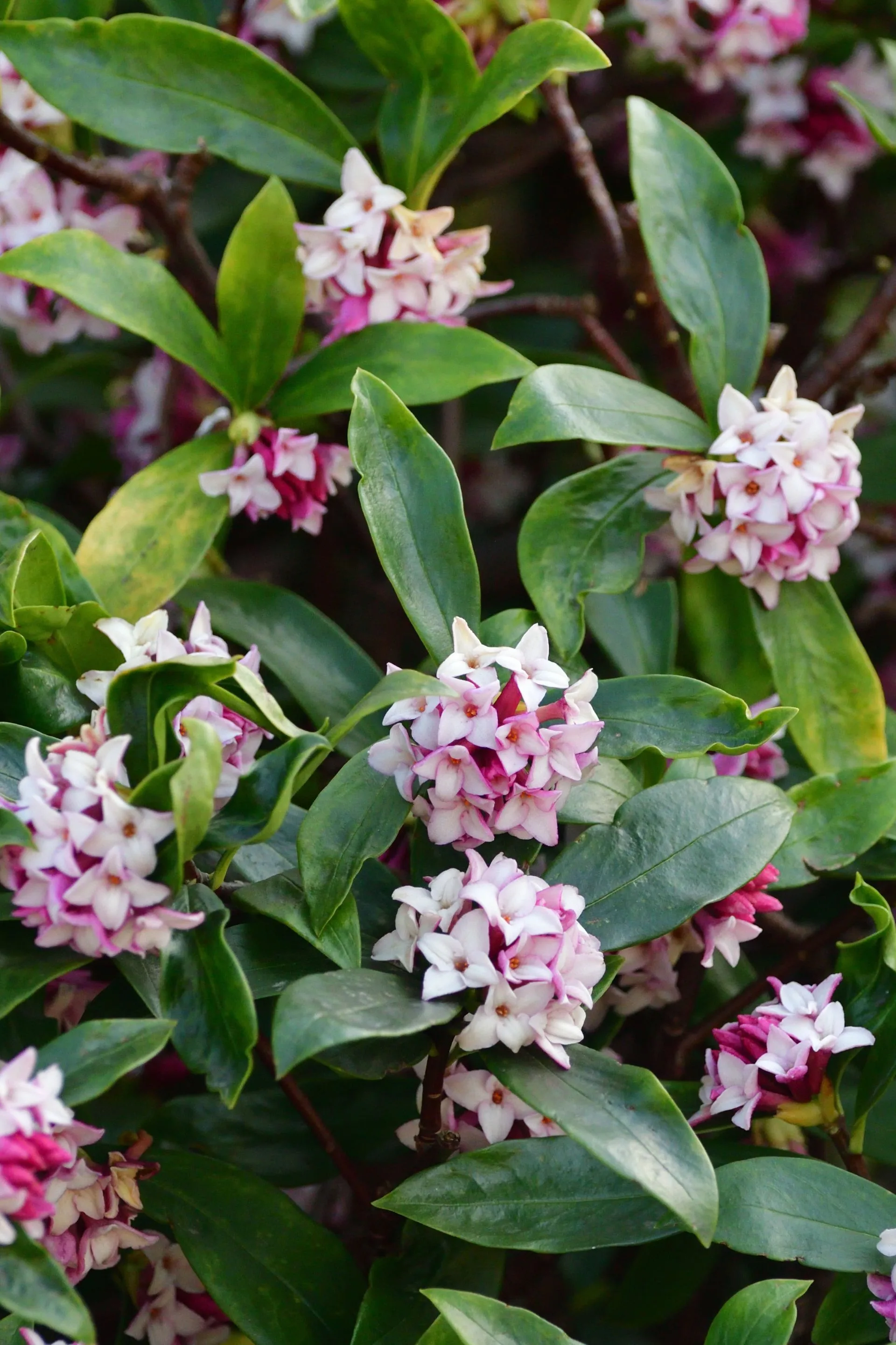 daphne clump of pink and white small flowers