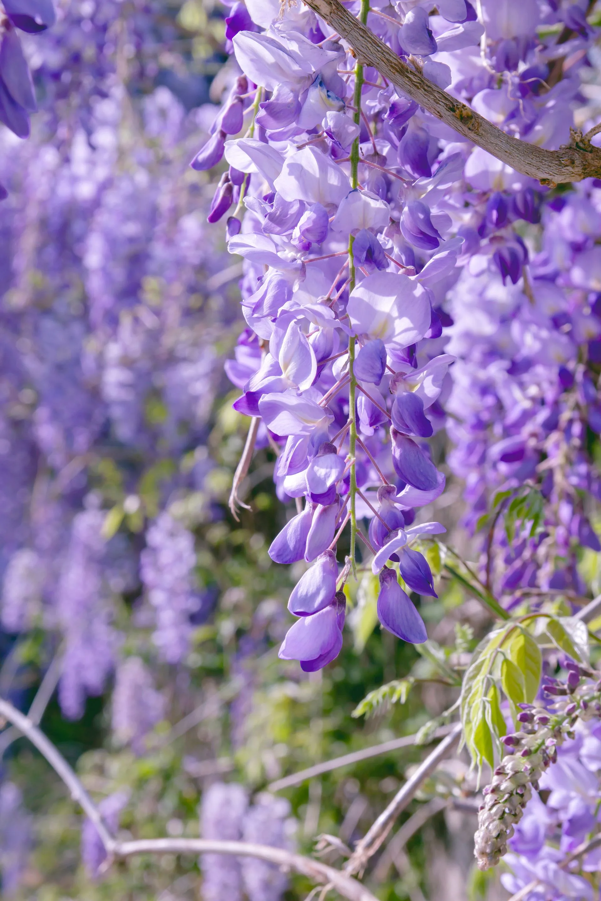 wisteria vine with purple hanging flowers