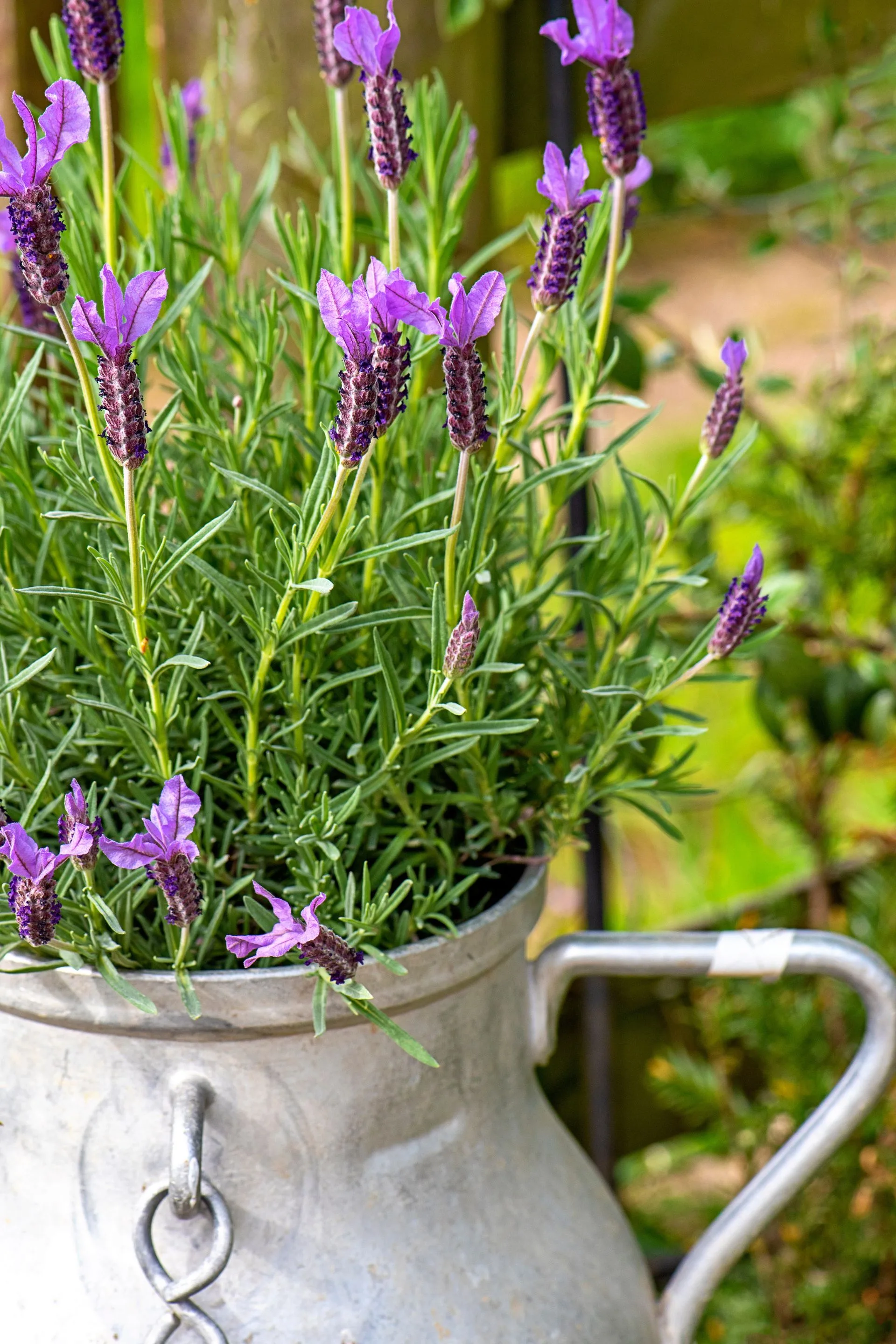 lavender with purple fragrant flowers in iron urn pot