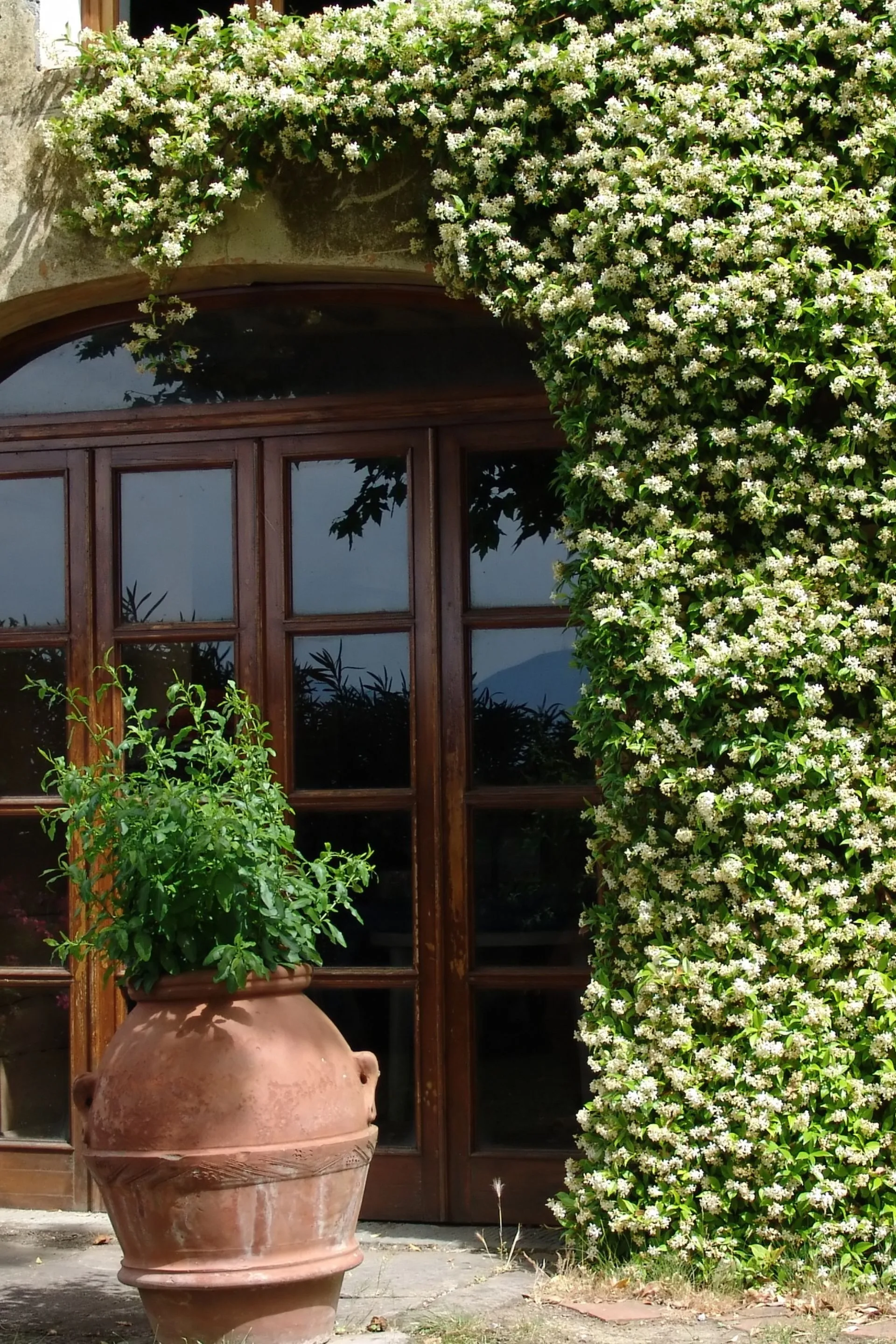 wooden doorway surrounded by creeping jasmine that is flowering