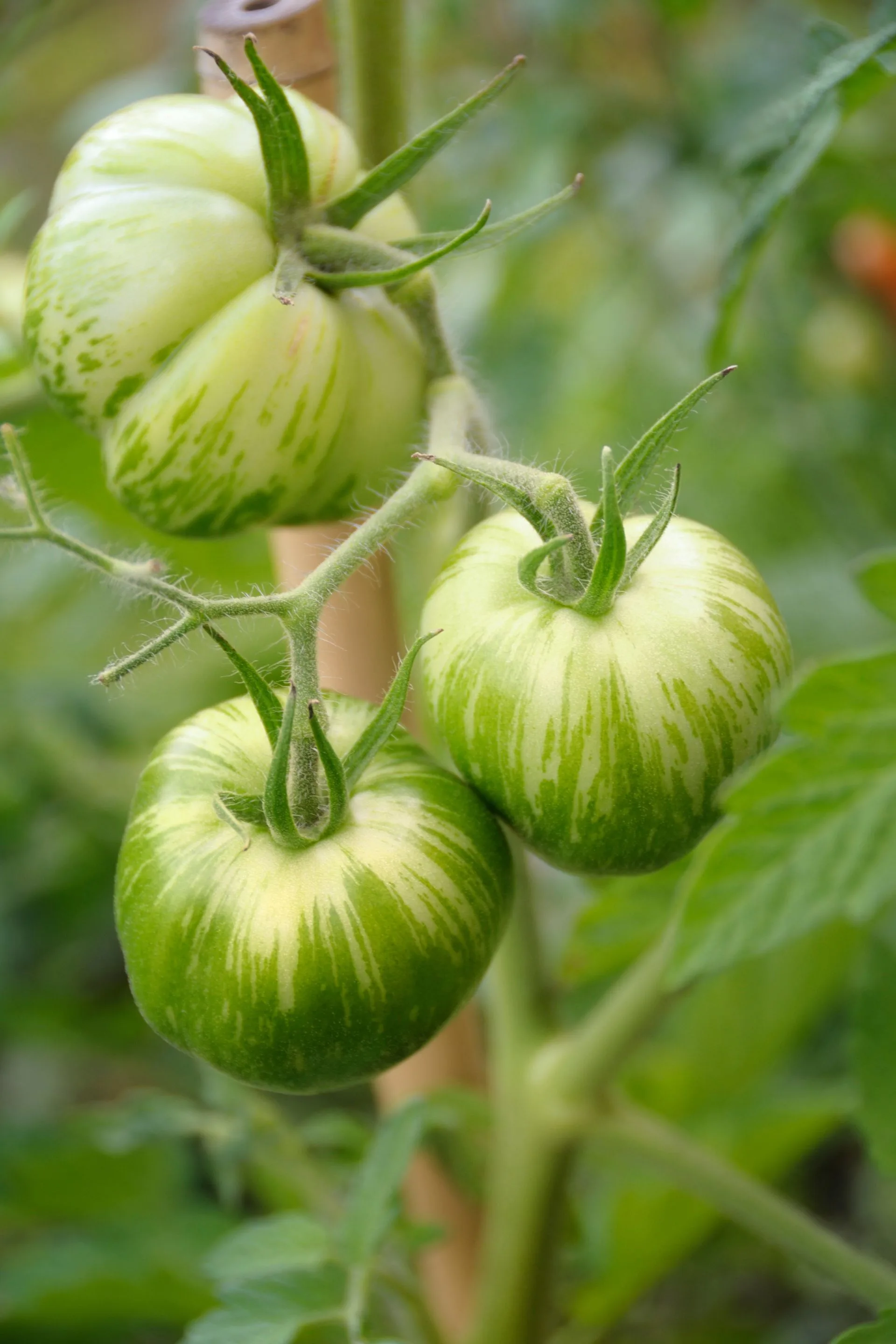 zebra stripe green and white tomatoes still on vine