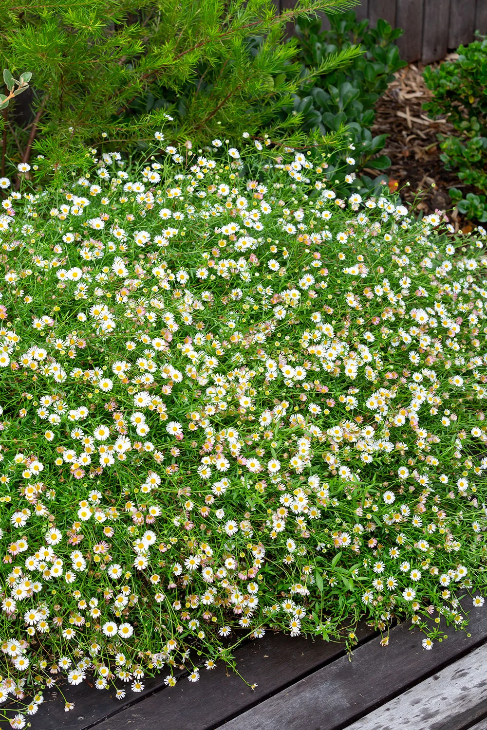 Large groundcover and shrub Erigeron karvinskianus.