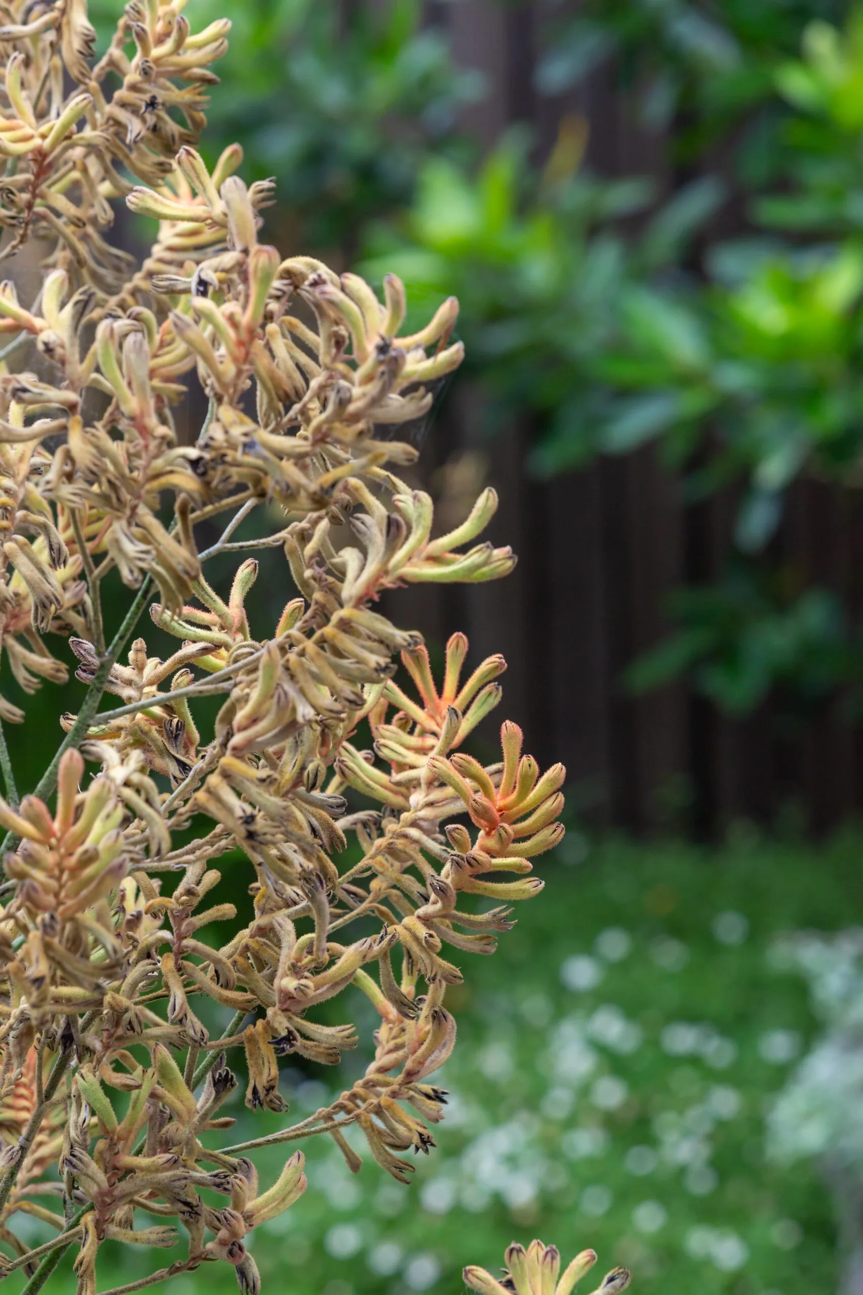 Close up of Anigozanthos 'landscape tangerine' kangaroo paw.