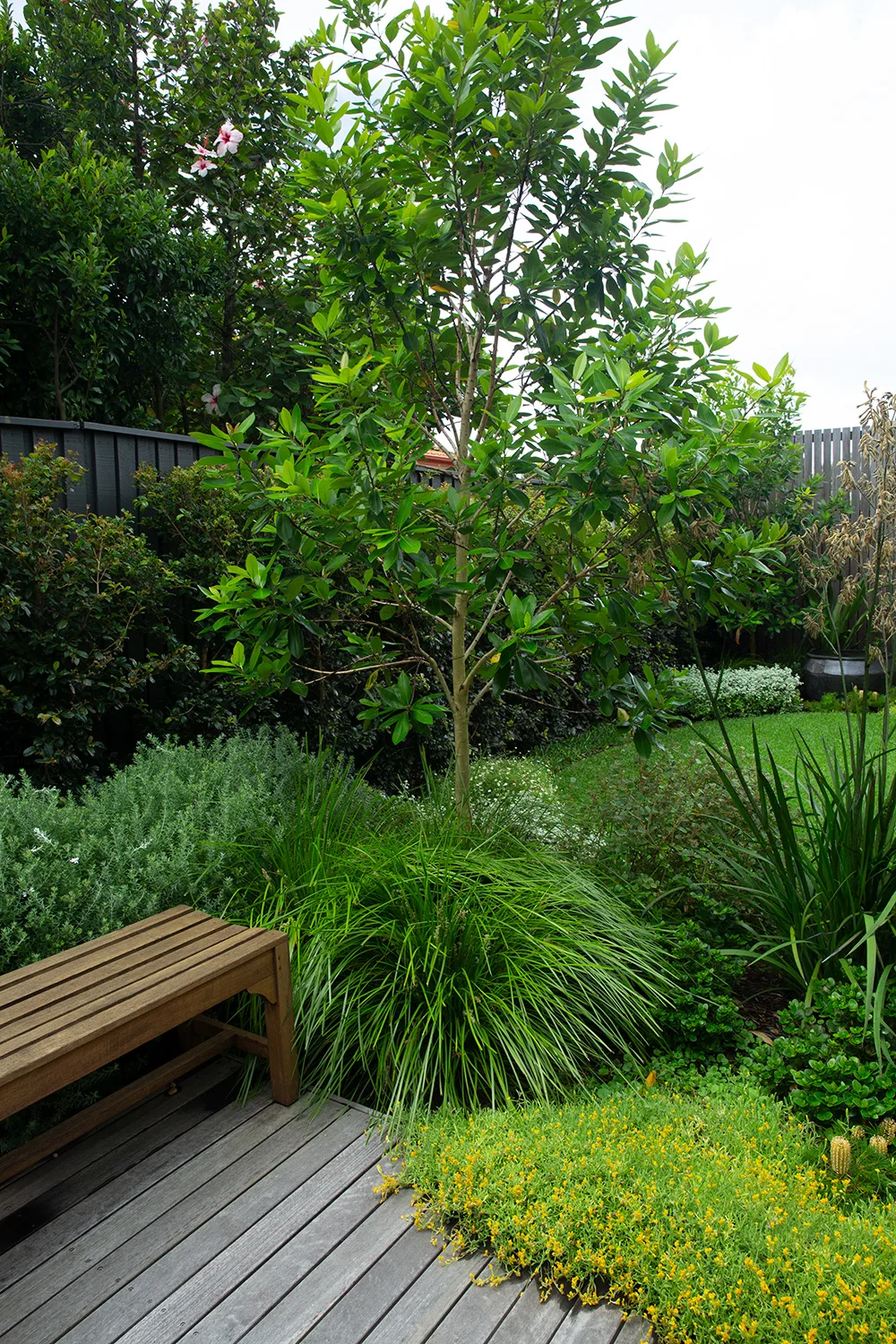 An Australian native cottage garden with wooden bench seat and green plants makes a perfect resting spot.