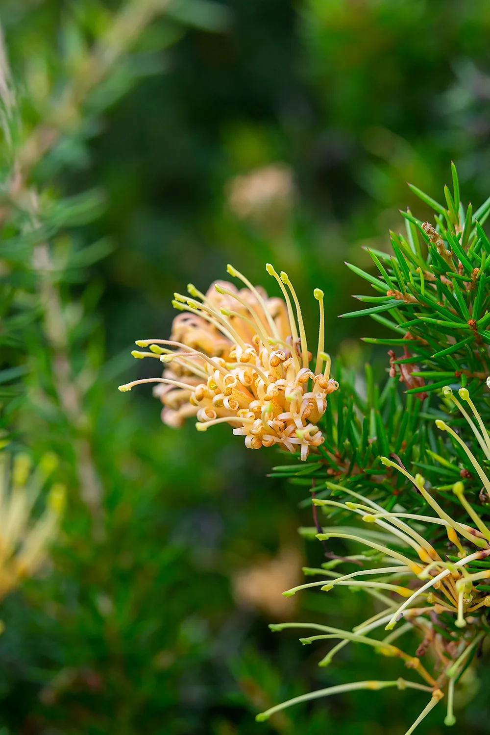 Light orange and peachy grevillea.