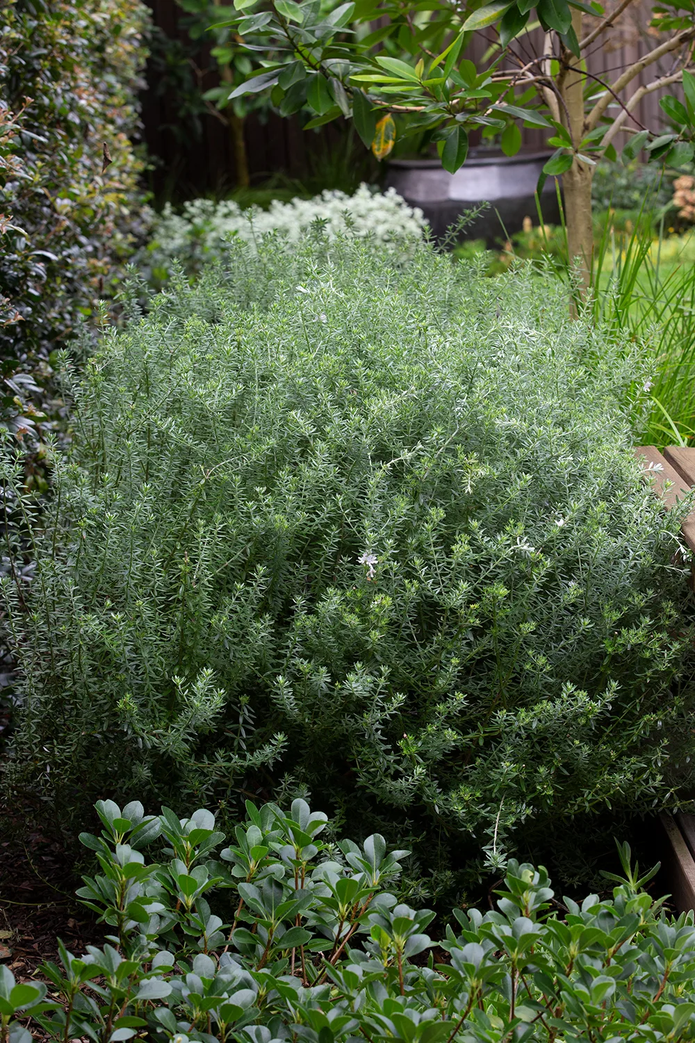 Large shrub of coastal rosemary.