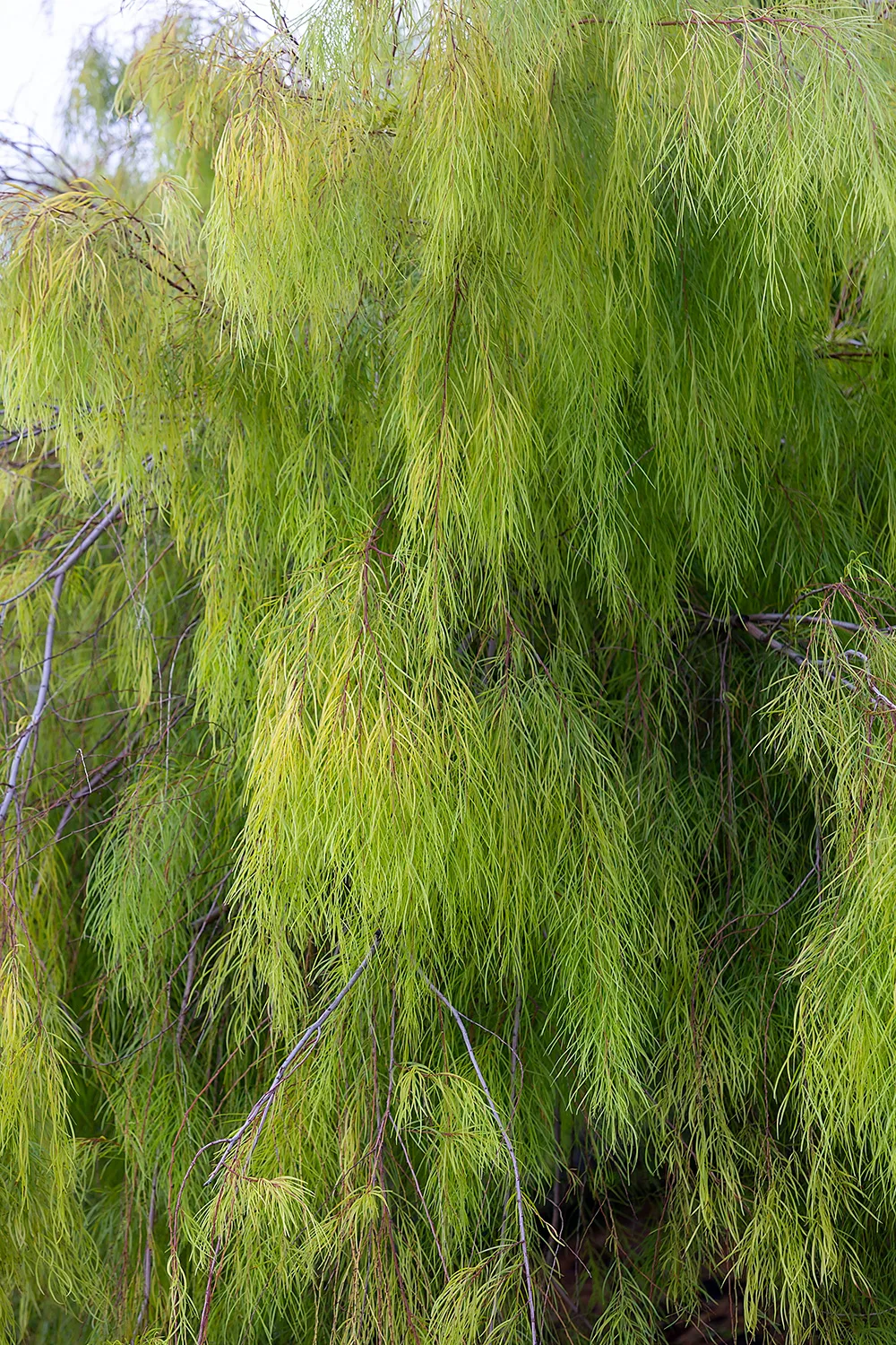 Long flowing wattle (acacia cognata).