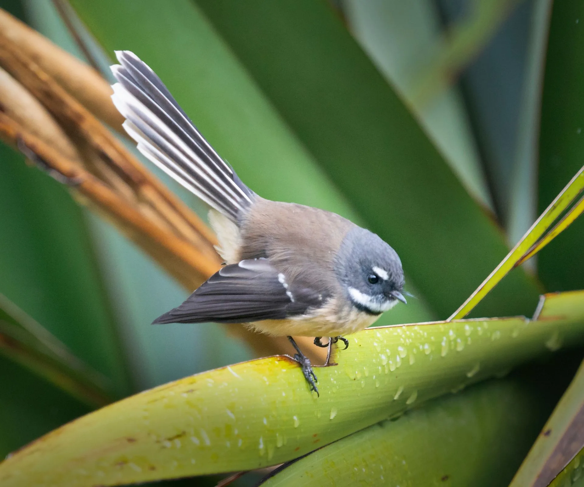 A bird standing on some flax