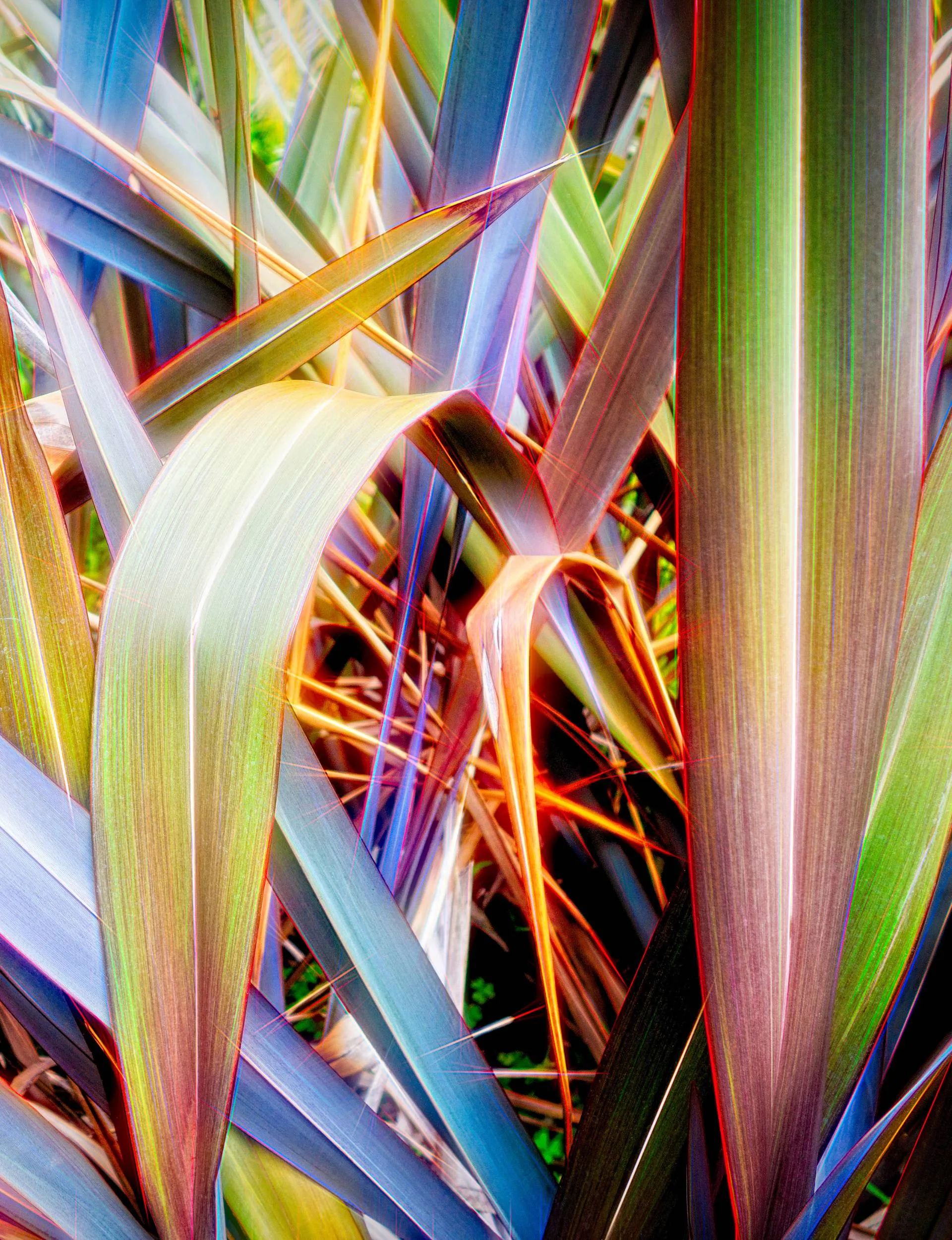 Close up of a flax plant