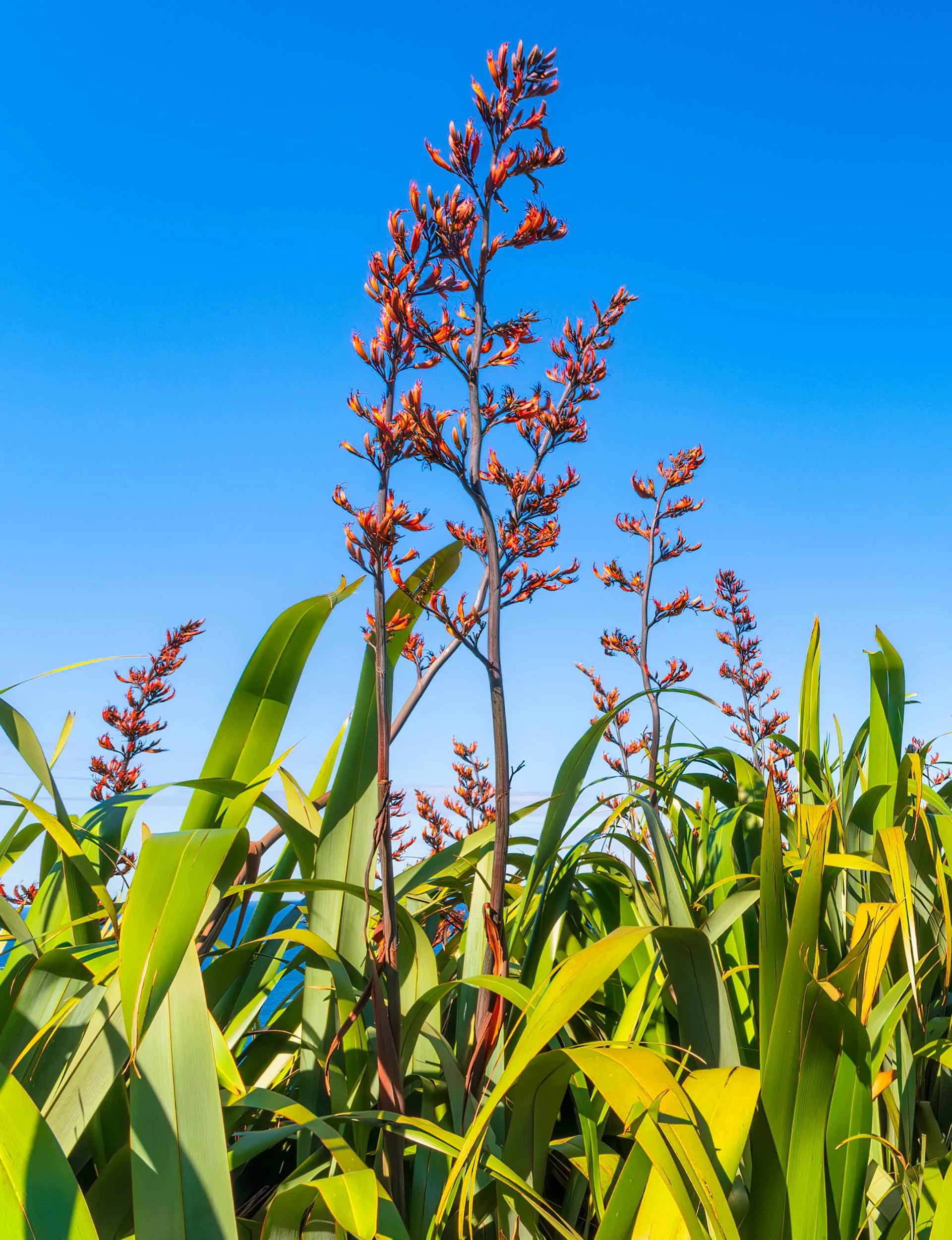 A tall plant