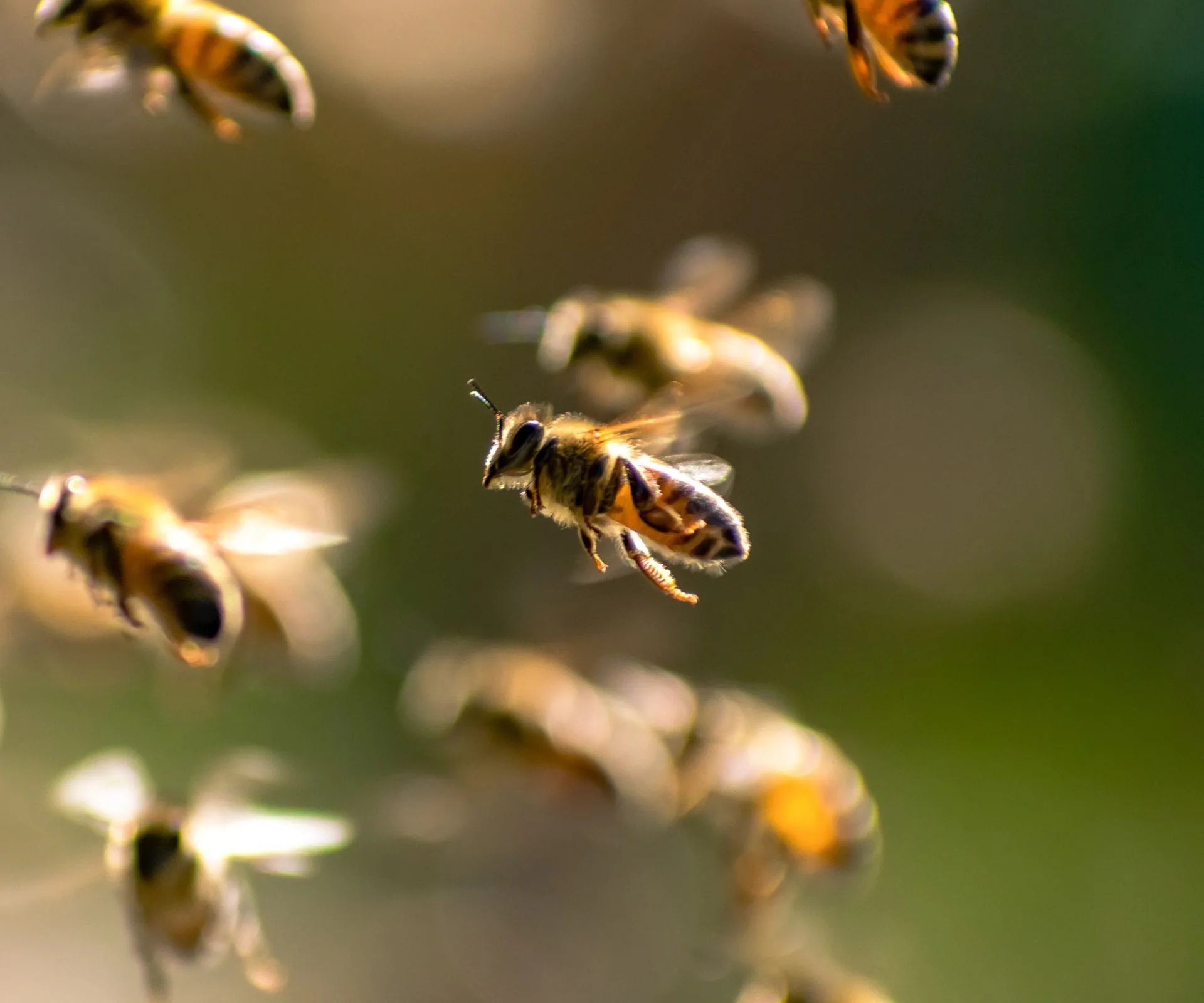 Bumble bees flying