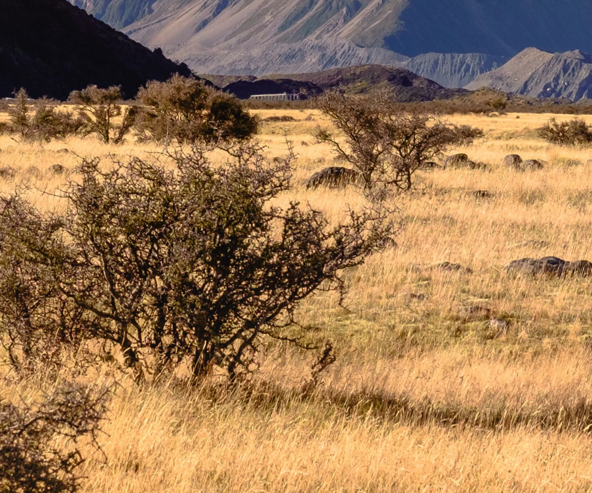 A flat land covered in dry tall grasses