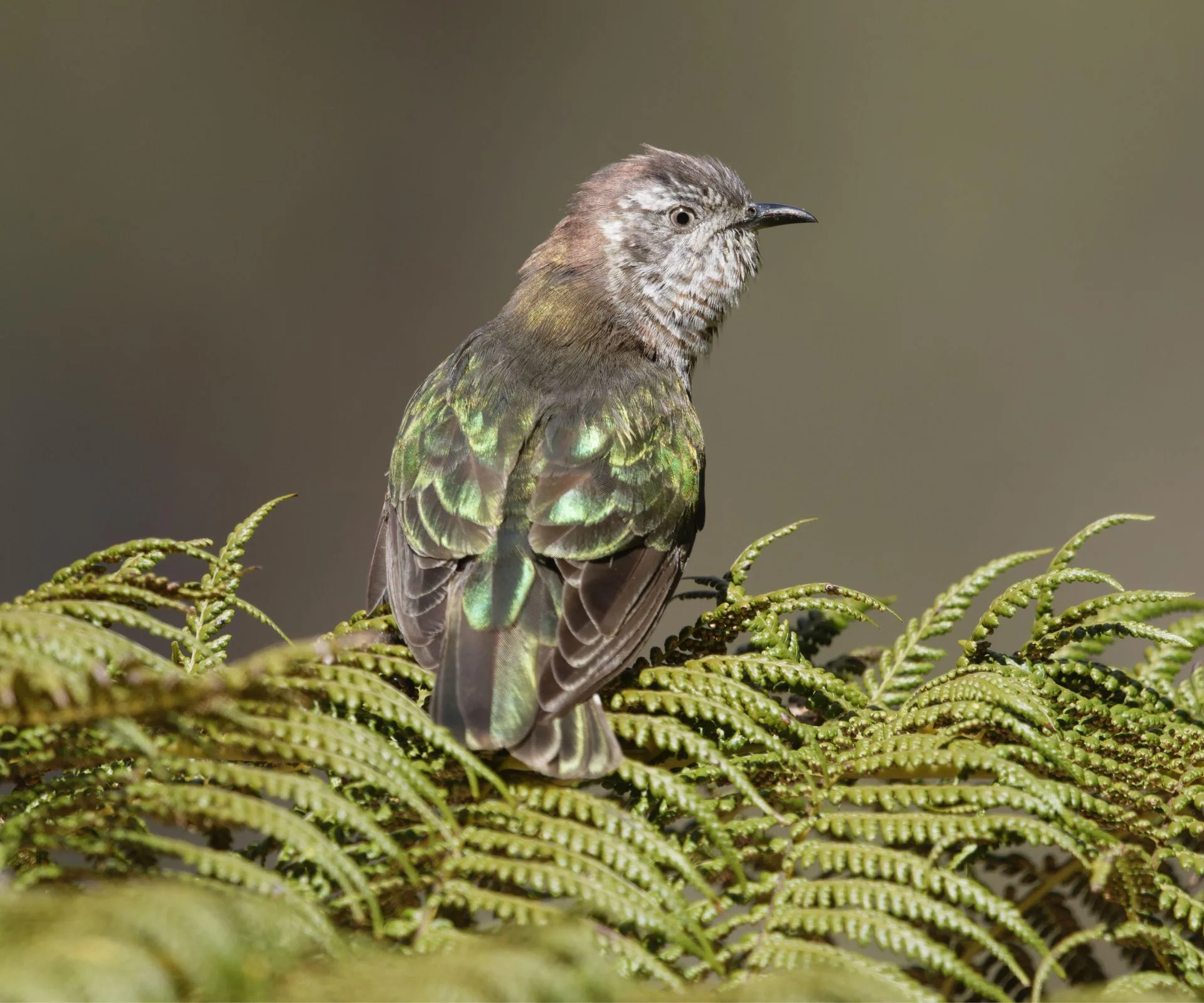 A Pīpīwharauroa bird in a fern