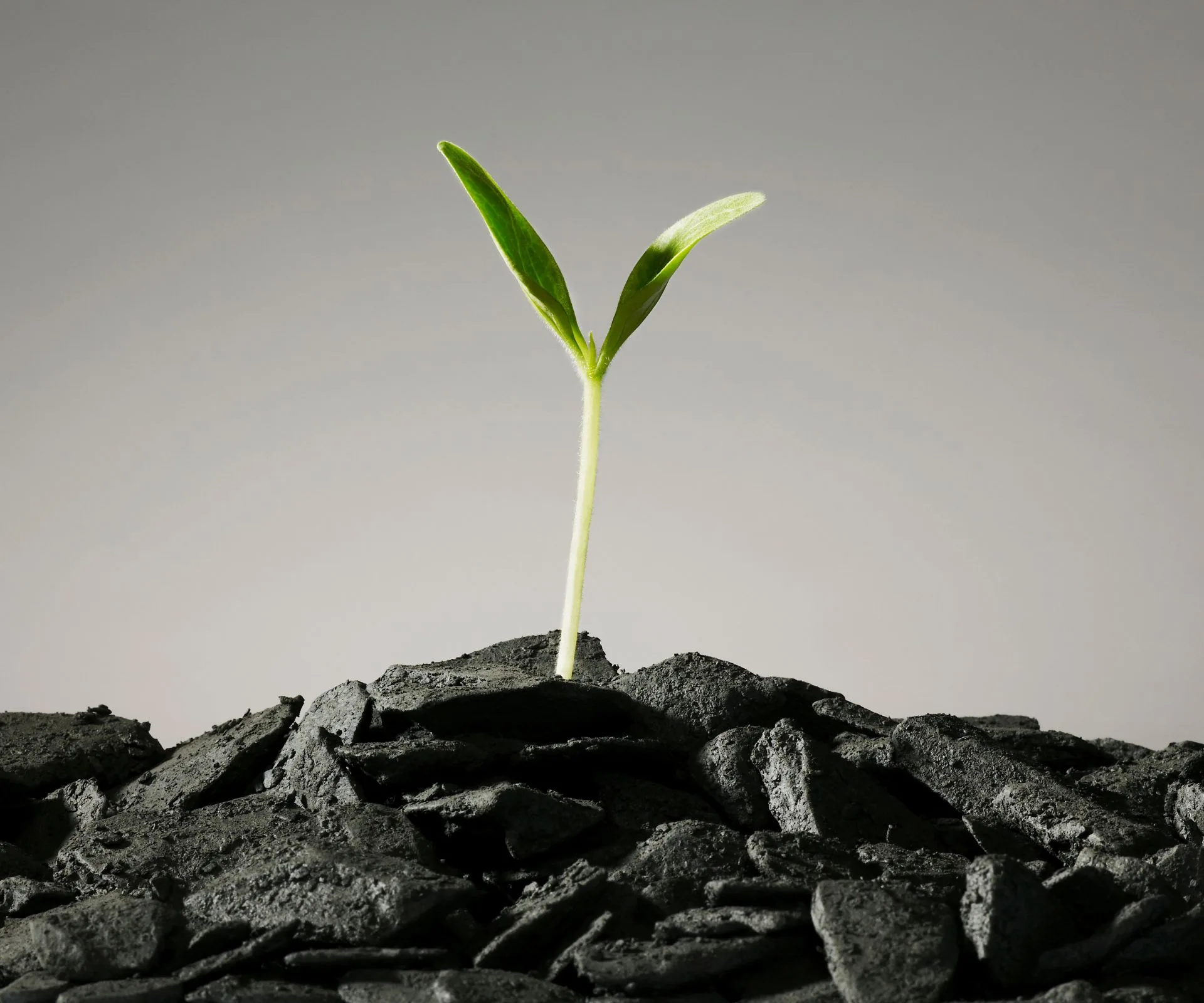 A lone green sprout in a black pile of soil in front of a grey background