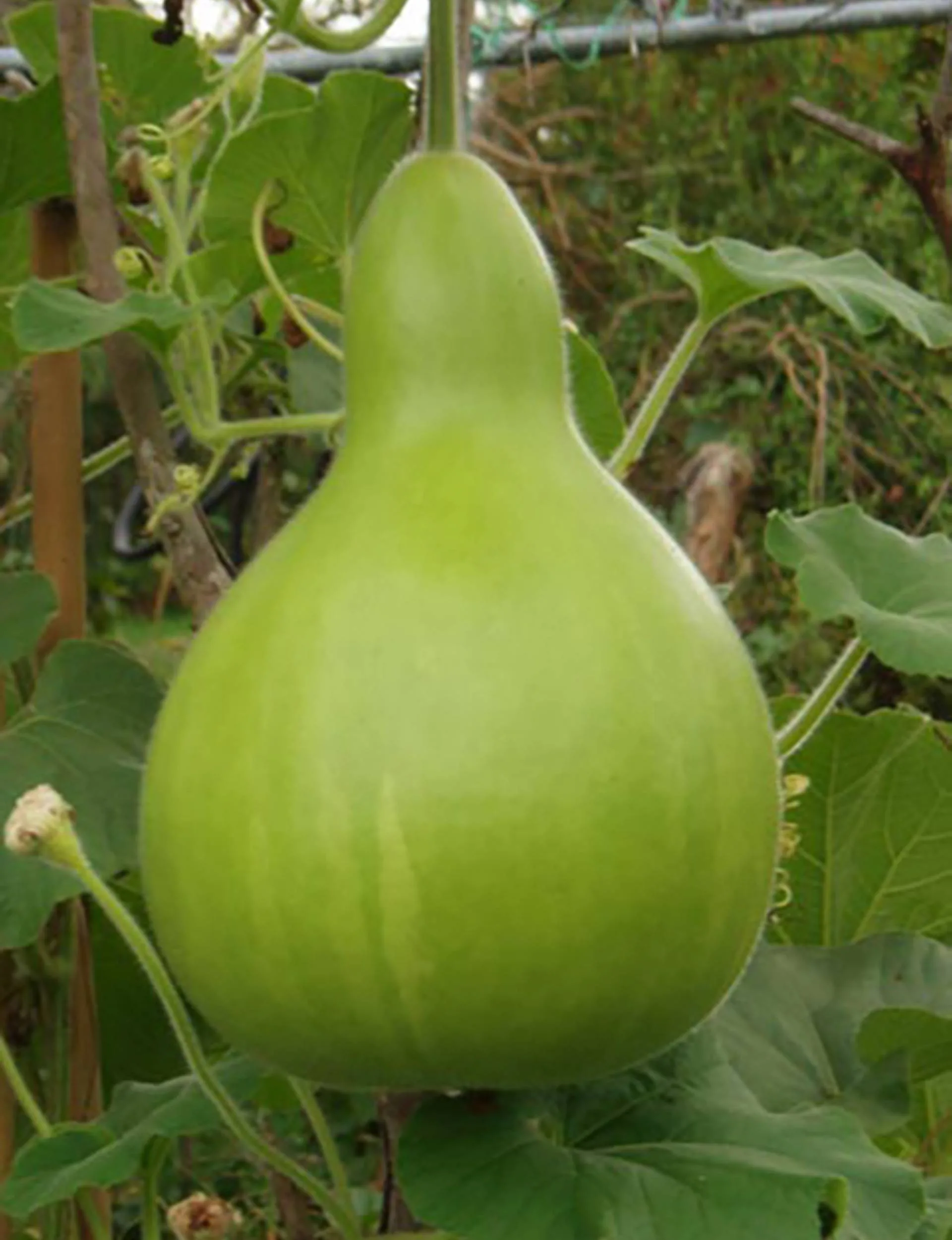 Gourd