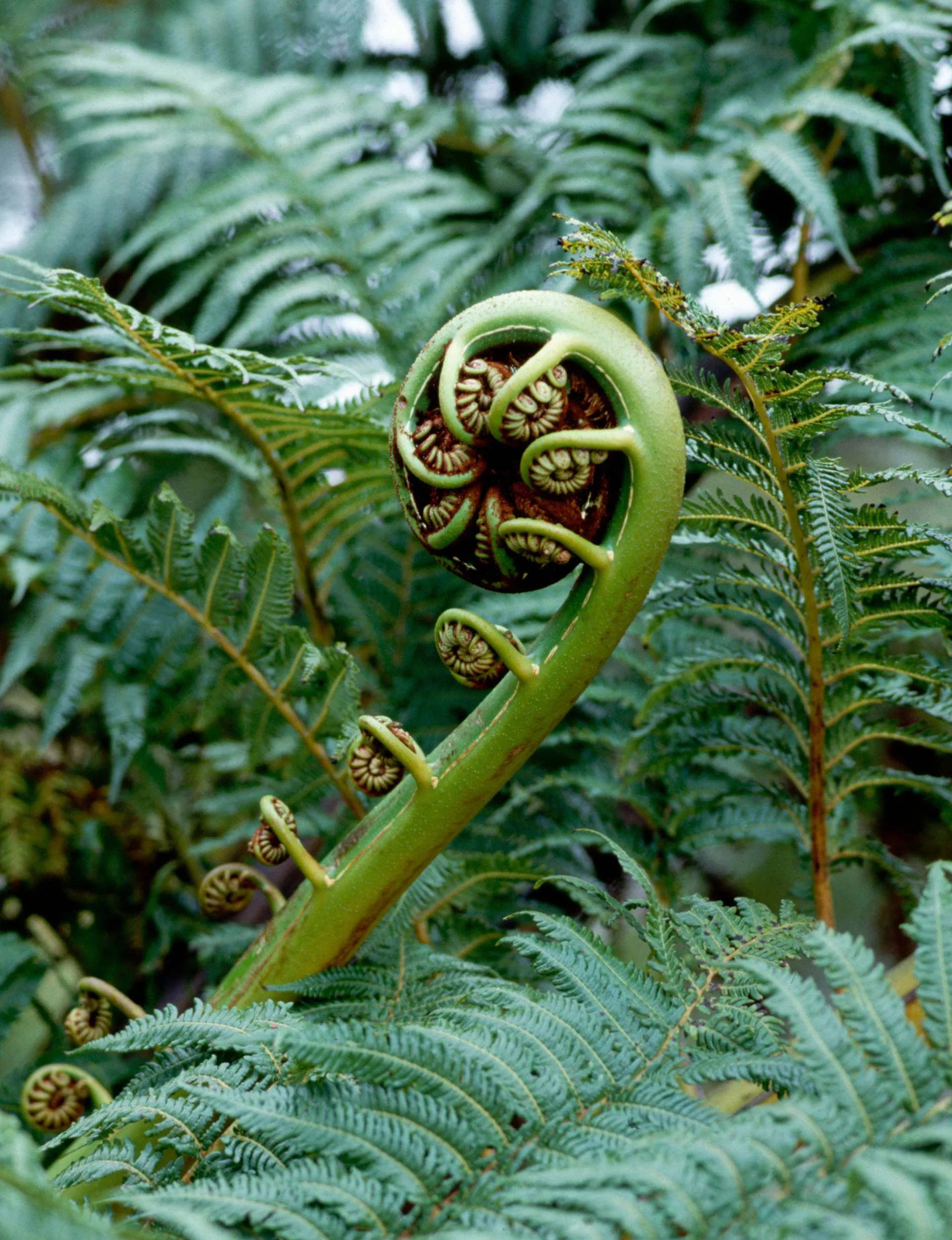 A fern