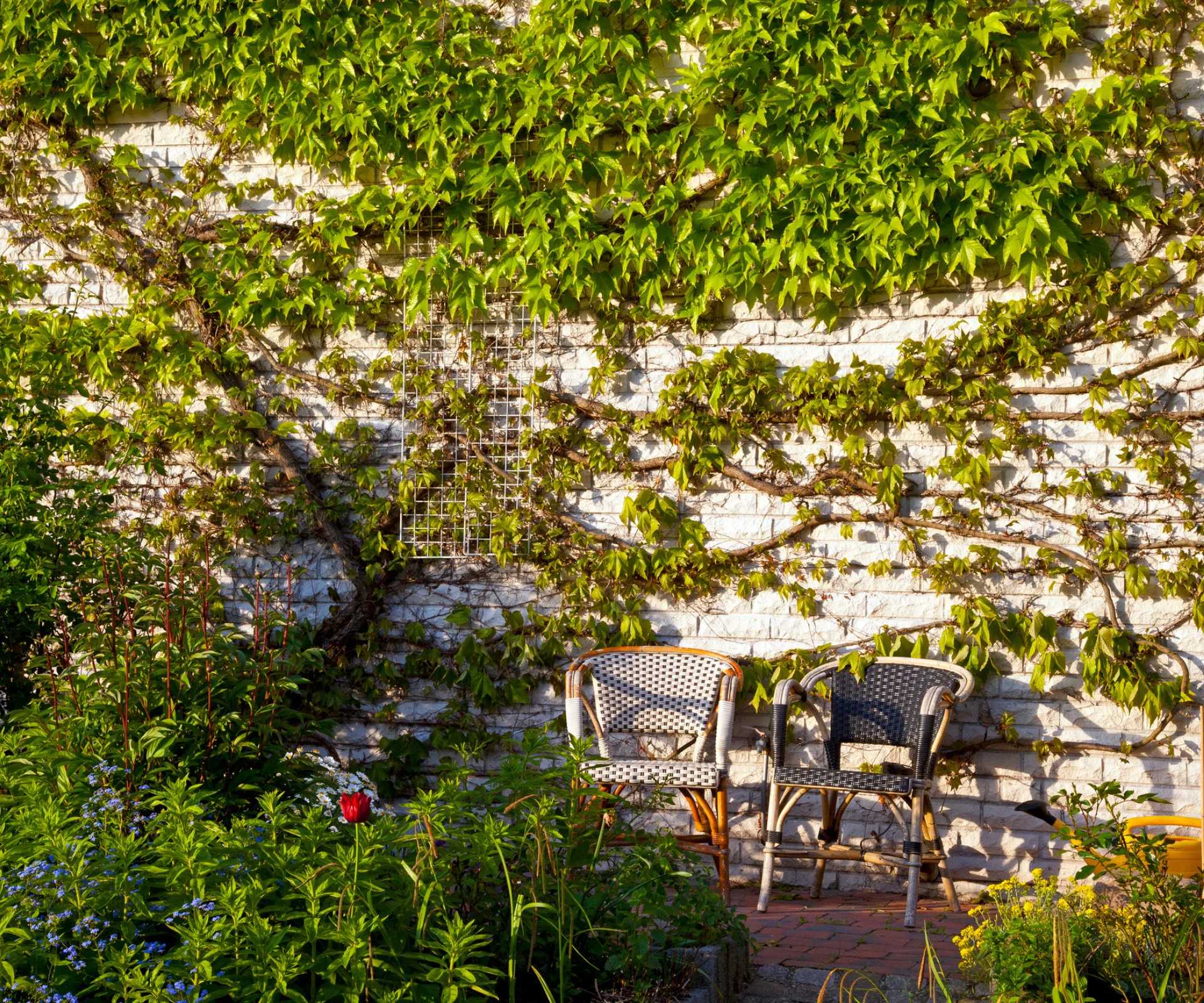 Boston ivy climbing up a concrete wall.
