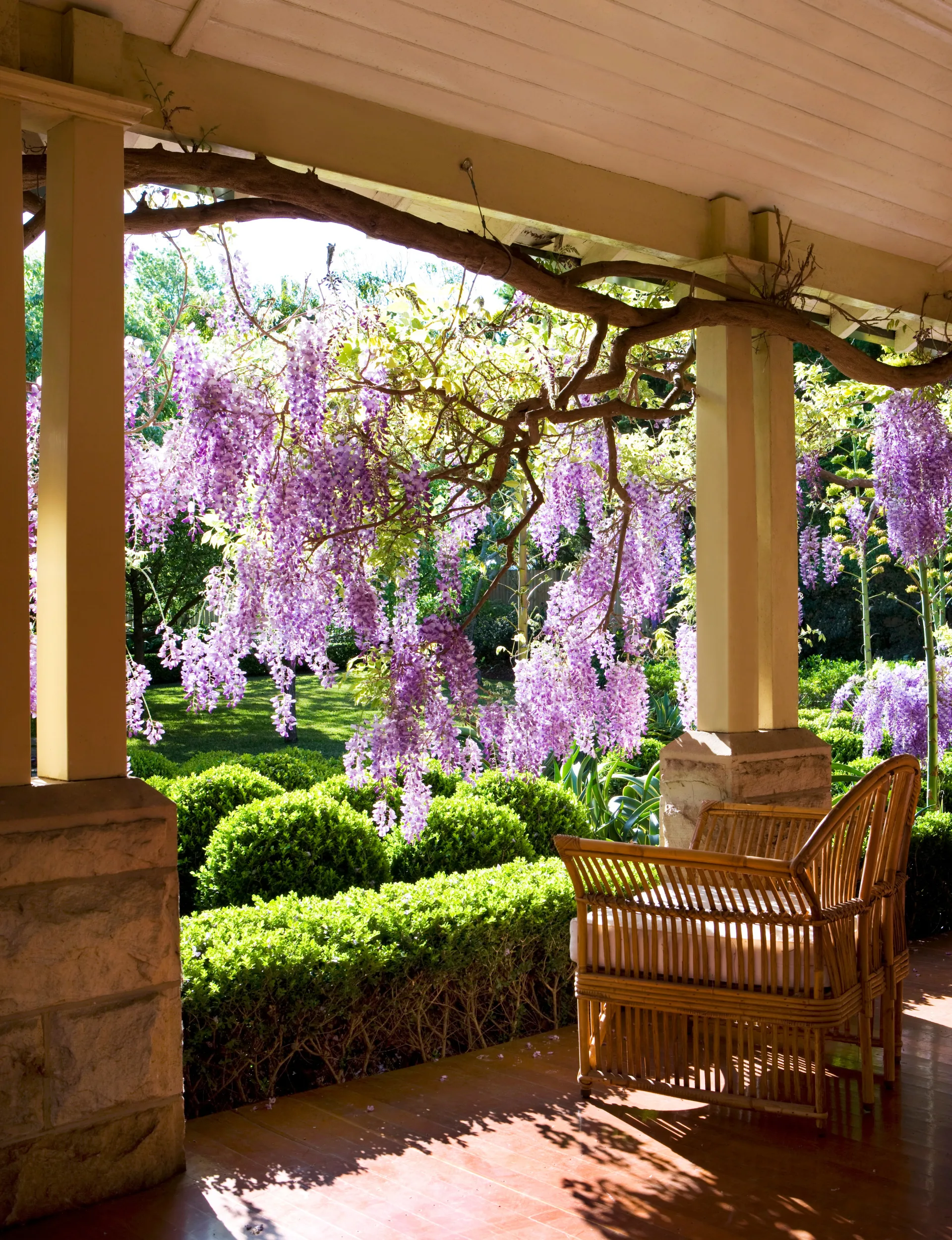 Stunning wisteria in flower hanging over a well-manicured garden.