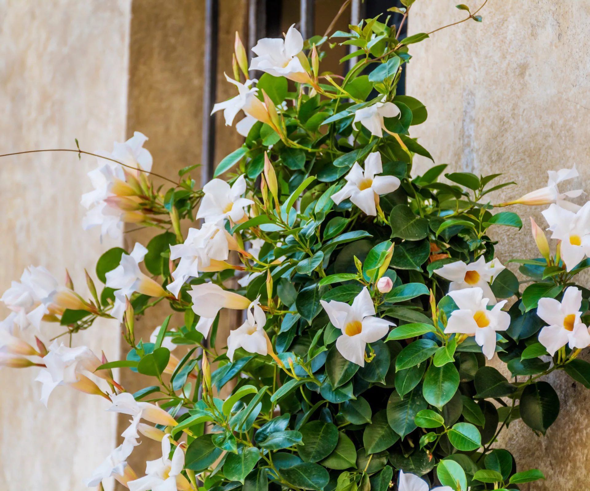Mandevillas in flower.
