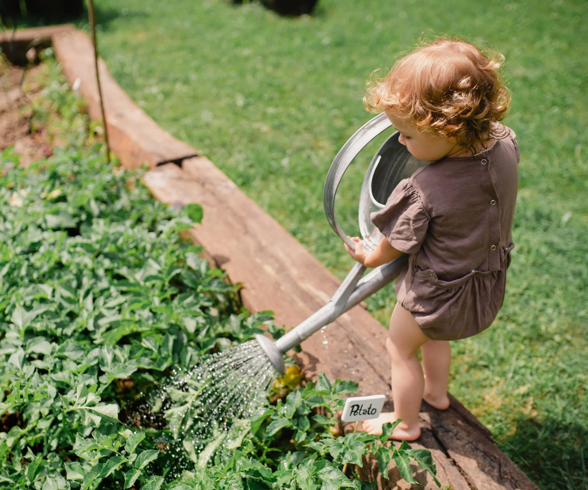 A toddler pouring a watering can over the garden