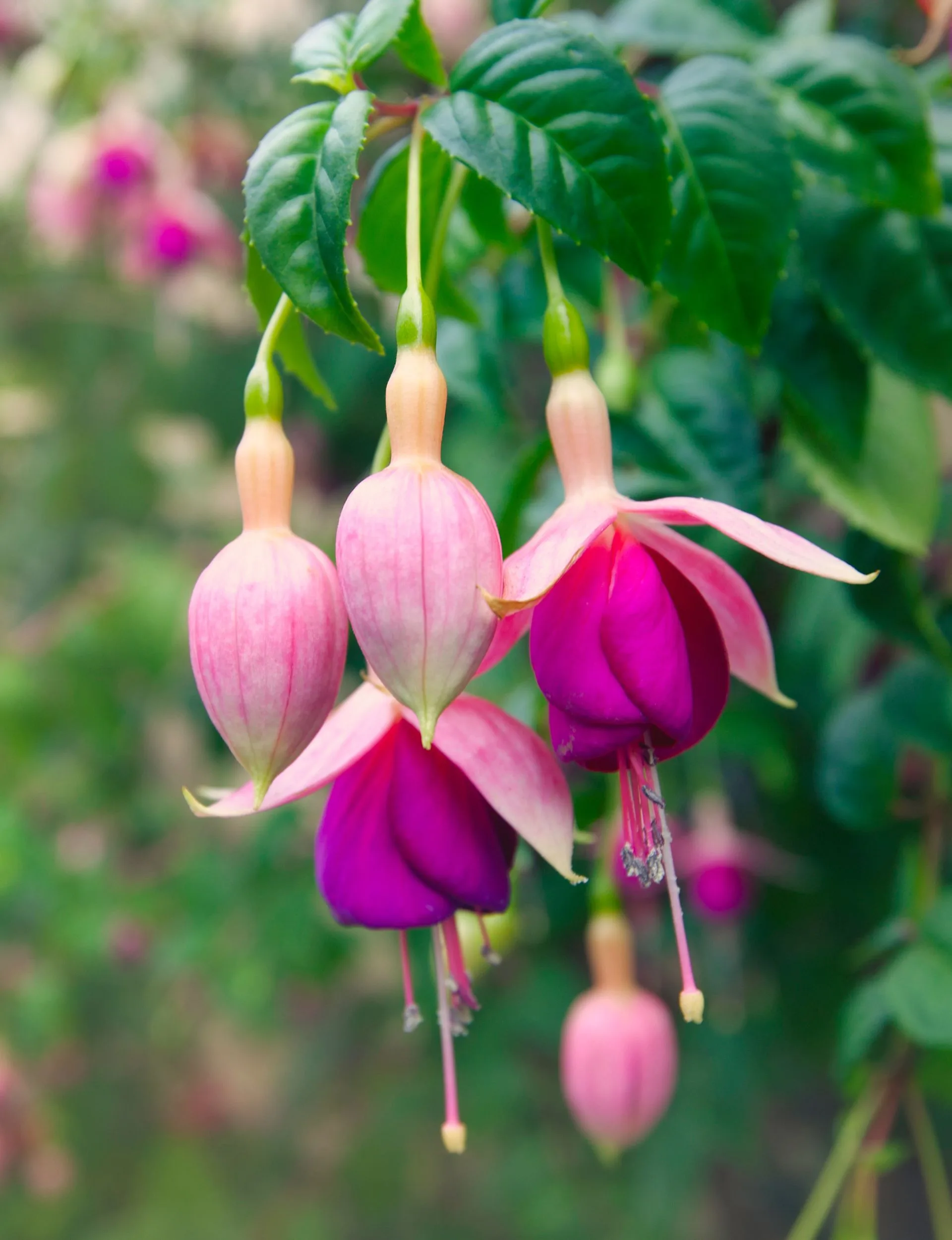 purple flowers in a garden