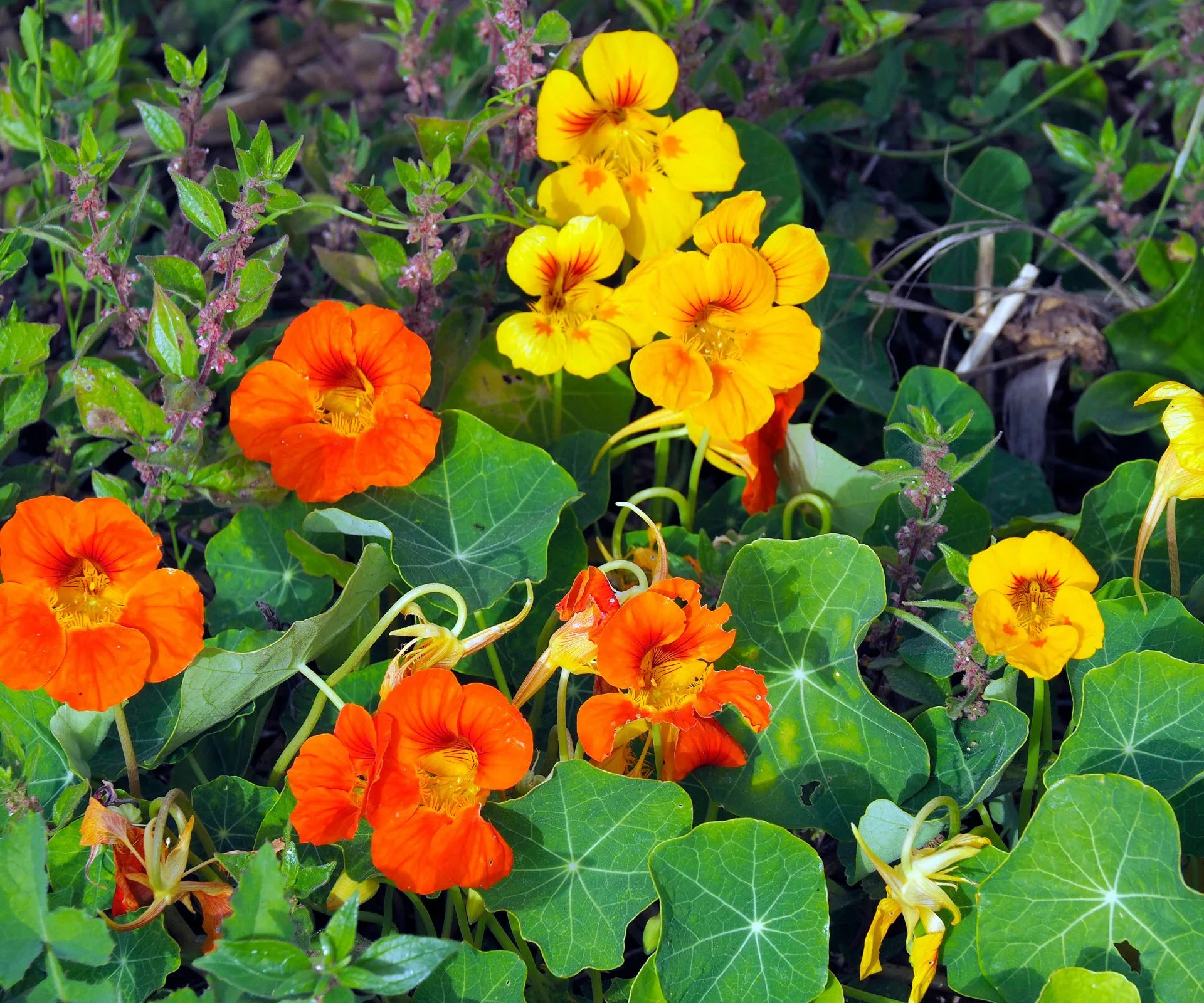 Children gardening flowers