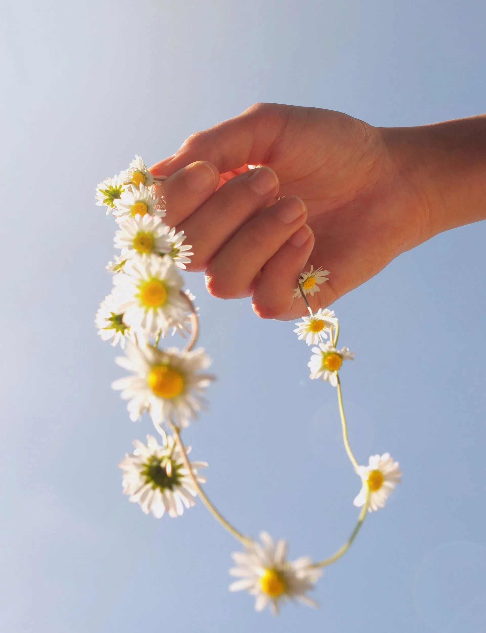 A hand holding a daisy chain