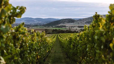 The view from the vineyards at Tolpuddle, Tasmania.