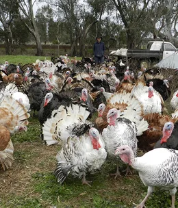 The producers: Deutscher’s Turkey Farm