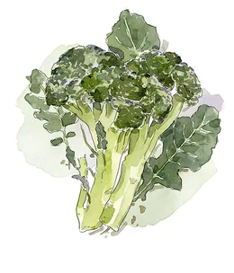 How to grow broccoli