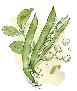 How to plant broad beans