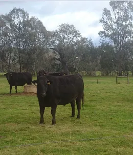 David Blackmore denied farm permit