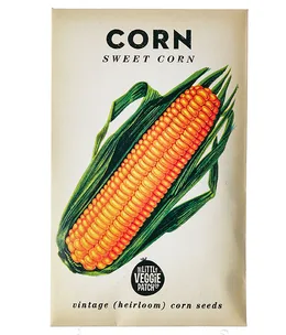 How to grow sweetcorn