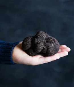 The Launch of The Truffle Cookbook