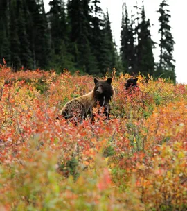 Taming the wilderness