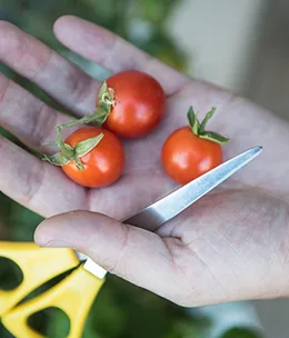 10 golden rules of the summer veggie patch