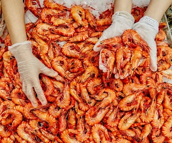 Prawns at Sydney Seafood Market 