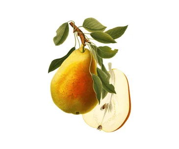 How to grow pears (and how to tell when they’re ripe)