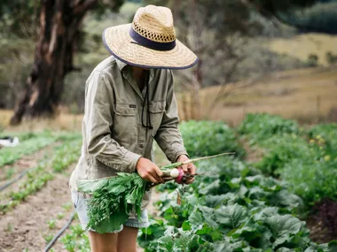 Why vegetables are so expensive right now (and when we can expect prices to go down)