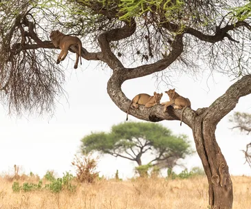 Guide to Tanzania