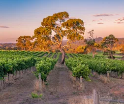 Australia’s best wineries