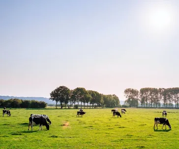 The sustainable food movement is now extending to our pets