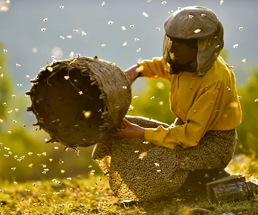 Honeyland