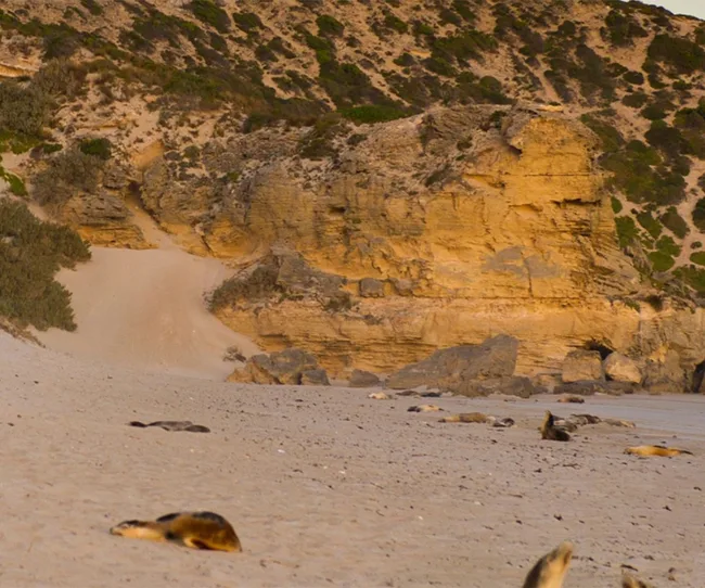 Seals resting on a sandy beach with rocky cliffs and greenery in the background.