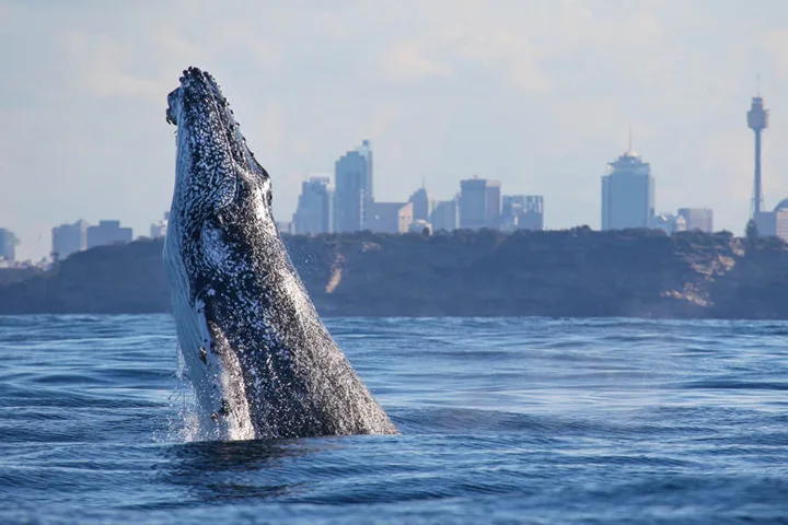 Sydney Whale Watching