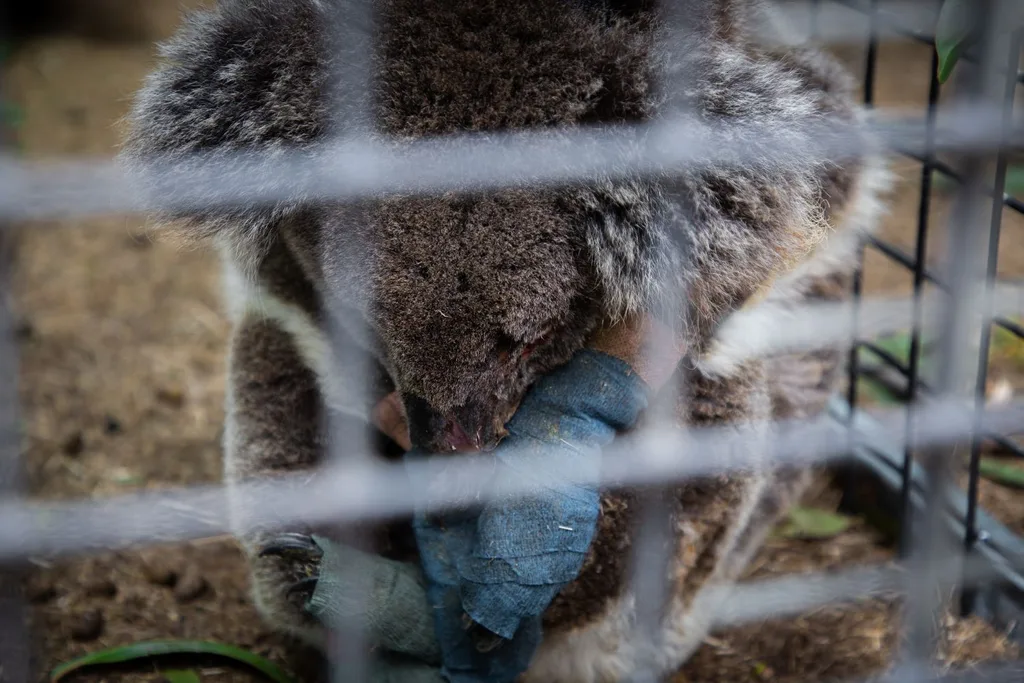 koala-bushfire