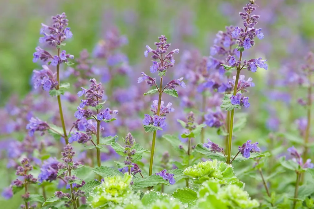 catnip-plant