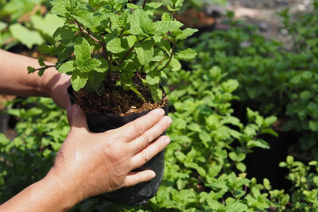 lemon-balm