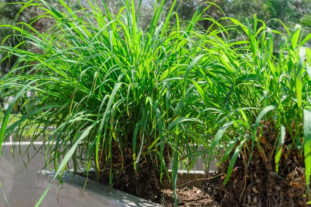 citronella-grass